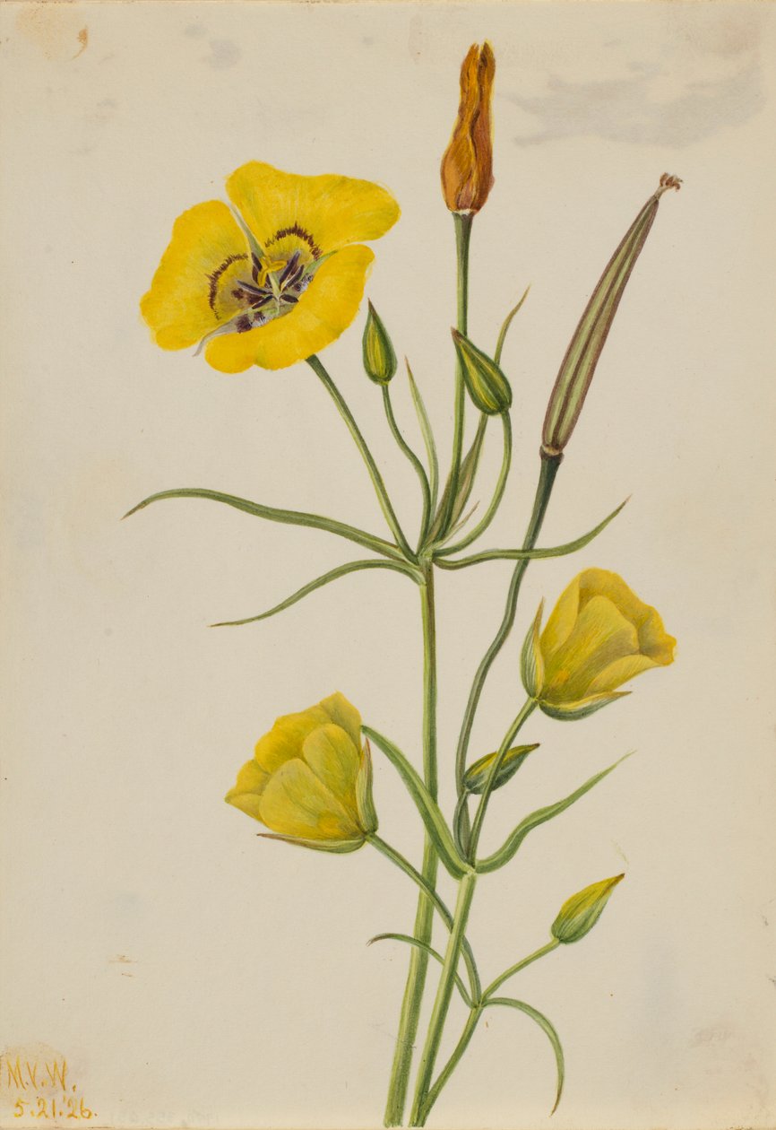 Goldenbowl Mariposa by Mary Vaux Walcott