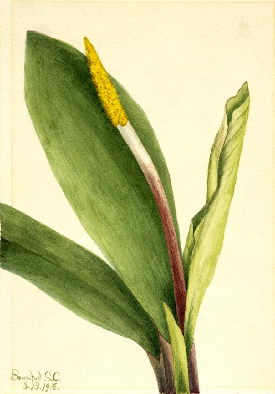 Goldenclub by Mary Vaux Walcott