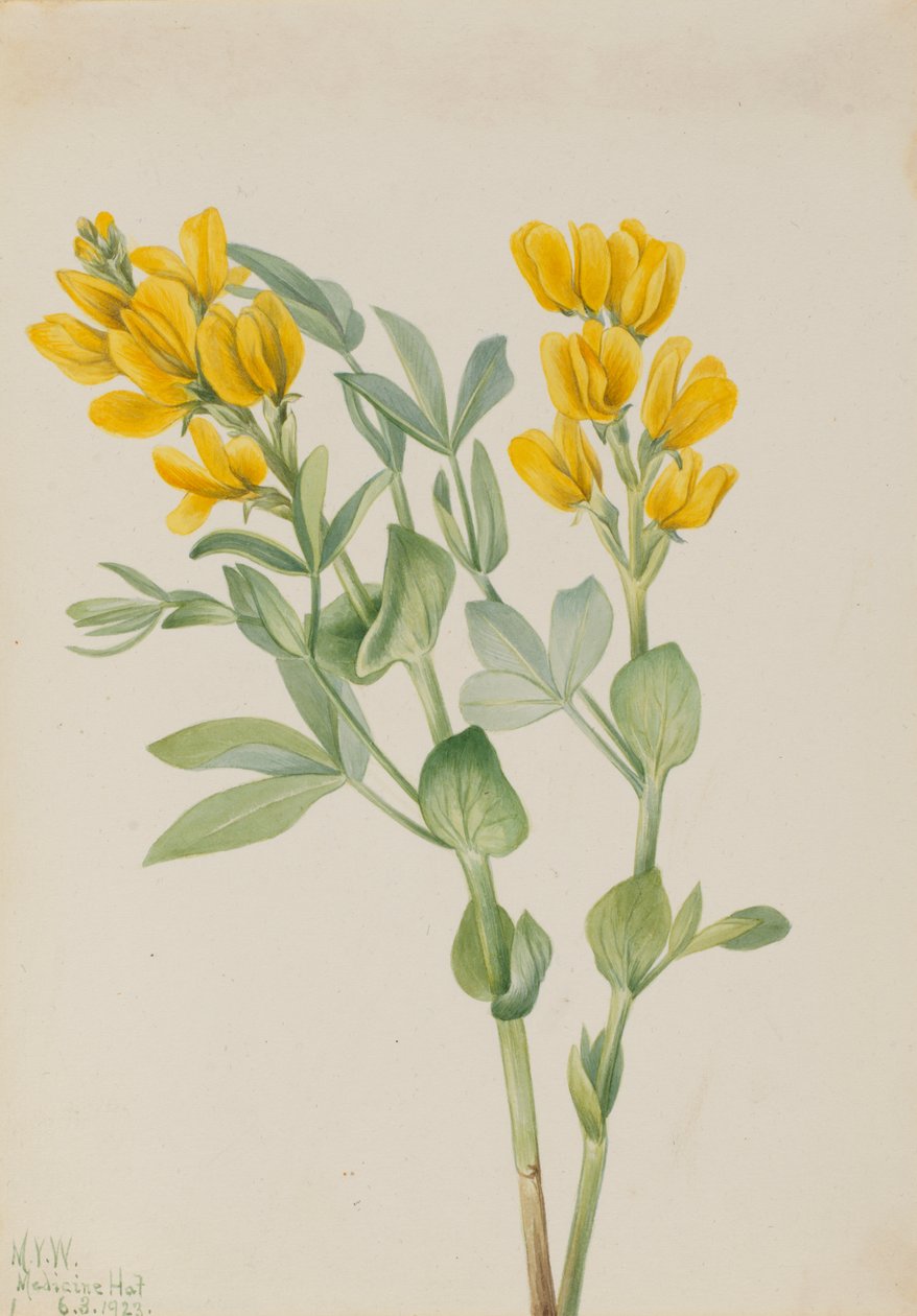 Goldenpea Thermopsis Rhombifolia by Mary Vaux Walcott