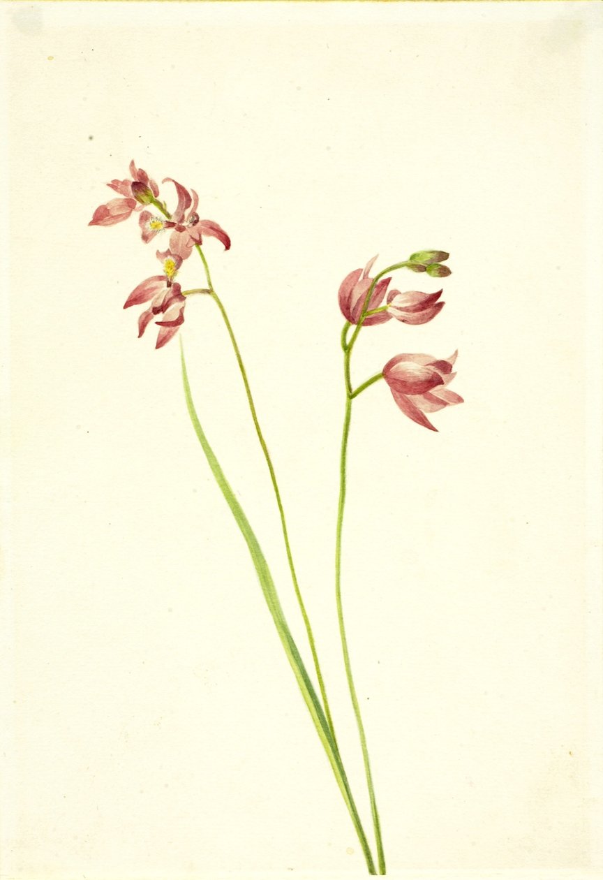 Grass-pink Orchid by Mary Vaux Walcott