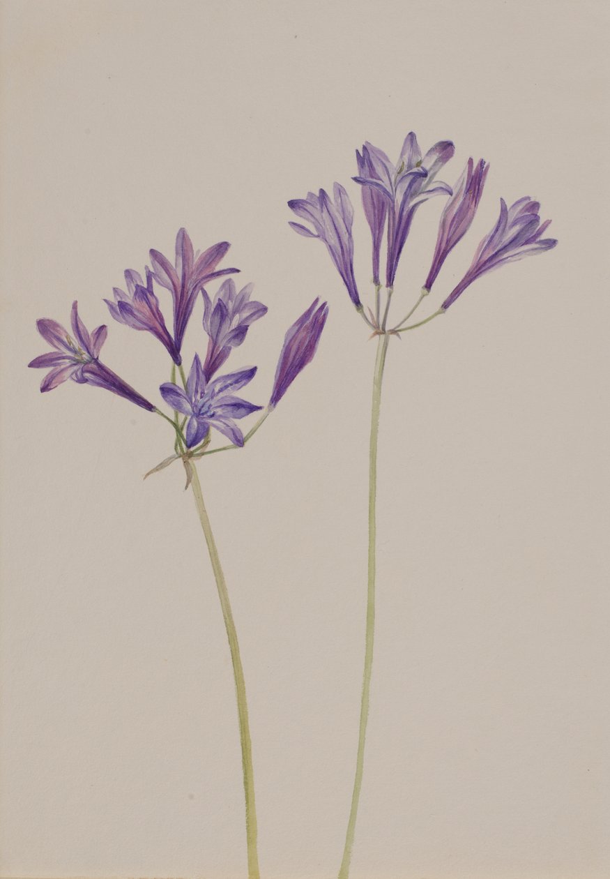 Grass Nut Brodiaea Laxa by Mary Vaux Walcott