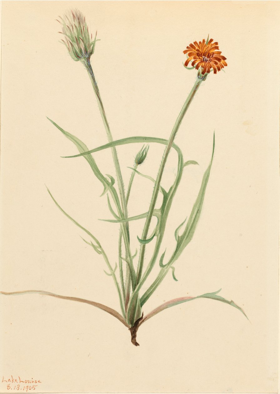 Grassleaf Agoseris Agoseris graminifolia, 1905 by Mary Vaux Walcott