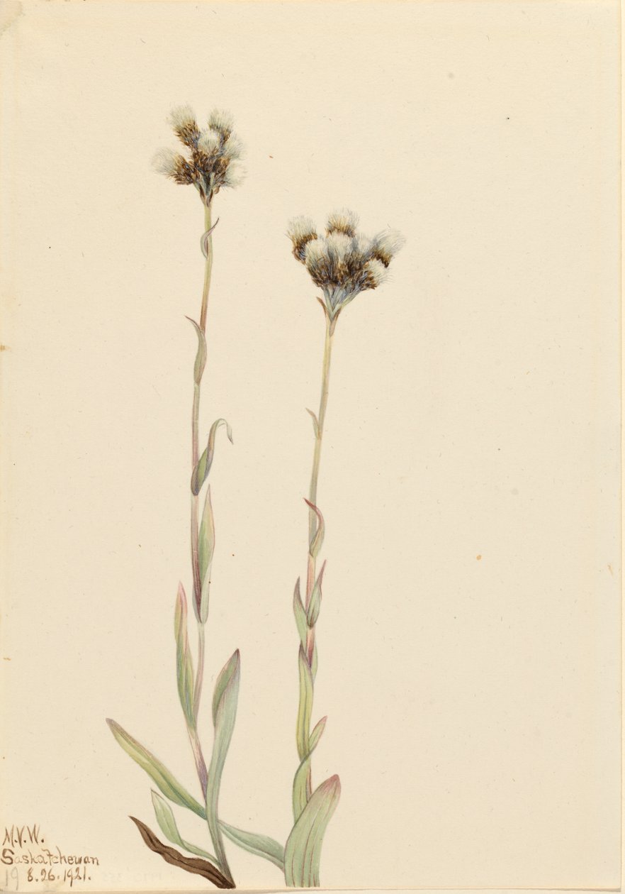 Gray Pussytoes Antennaria howellii, 1921 by Mary Vaux Walcott