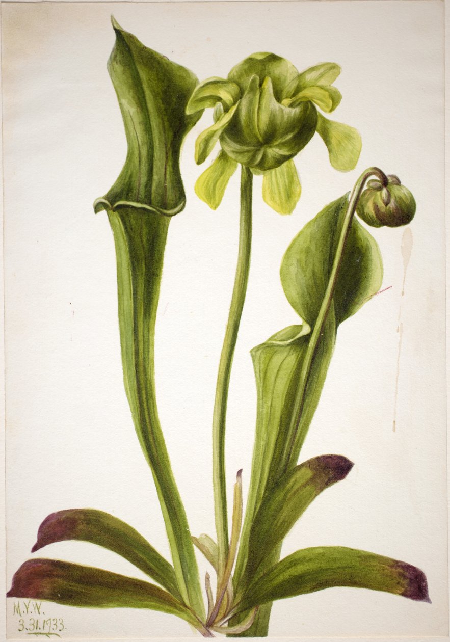 Green Pitcherplant by Mary Vaux Walcott