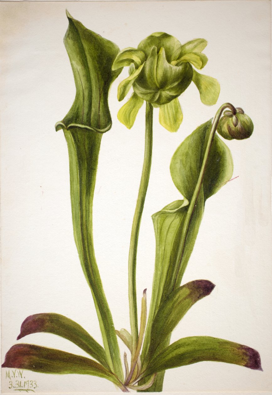 Green Pitcherplant Sarracenia orephila, 1933 by Mary Vaux Walcott