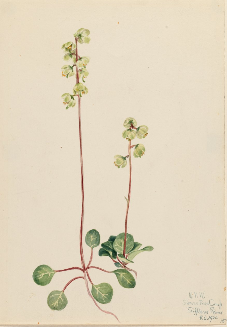 Green Pyrola by Mary Vaux Walcott