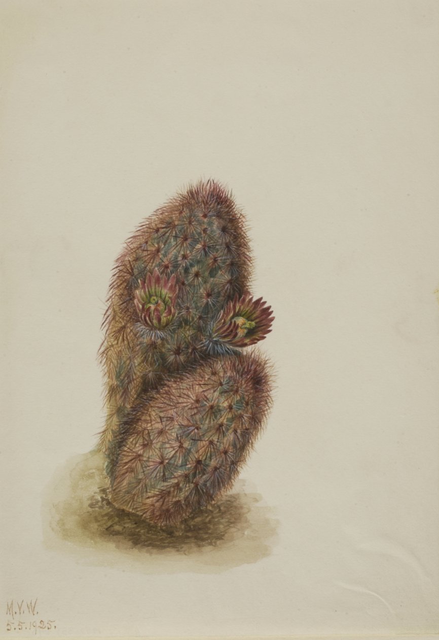 Green Strawberry Cactus Echinocereus Viridiflorus by Mary Vaux Walcott