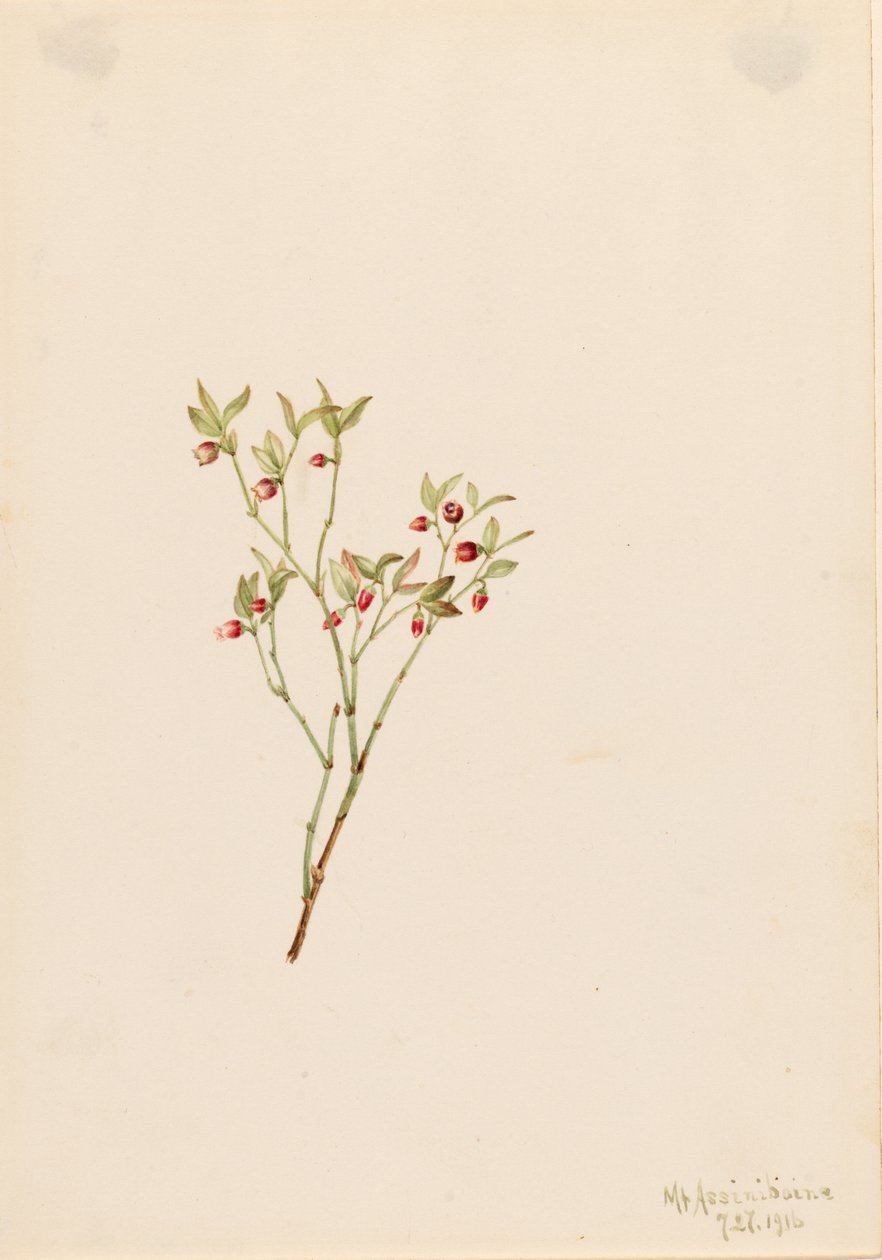 Grouse Whortleberry (Vaccinum scoparium) by Mary Vaux Walcott
