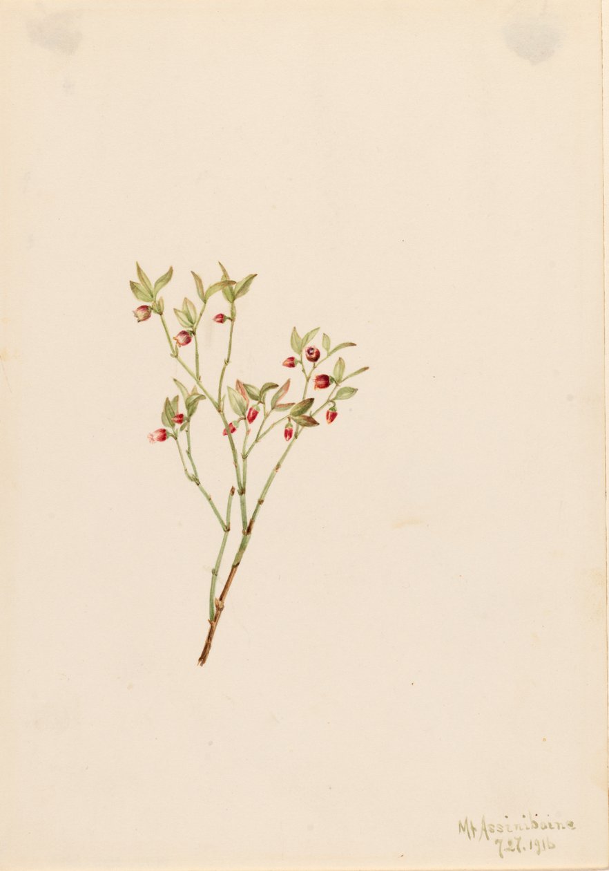 Grouse Whortleberry Vaccinum scoparium by Mary Vaux Walcott