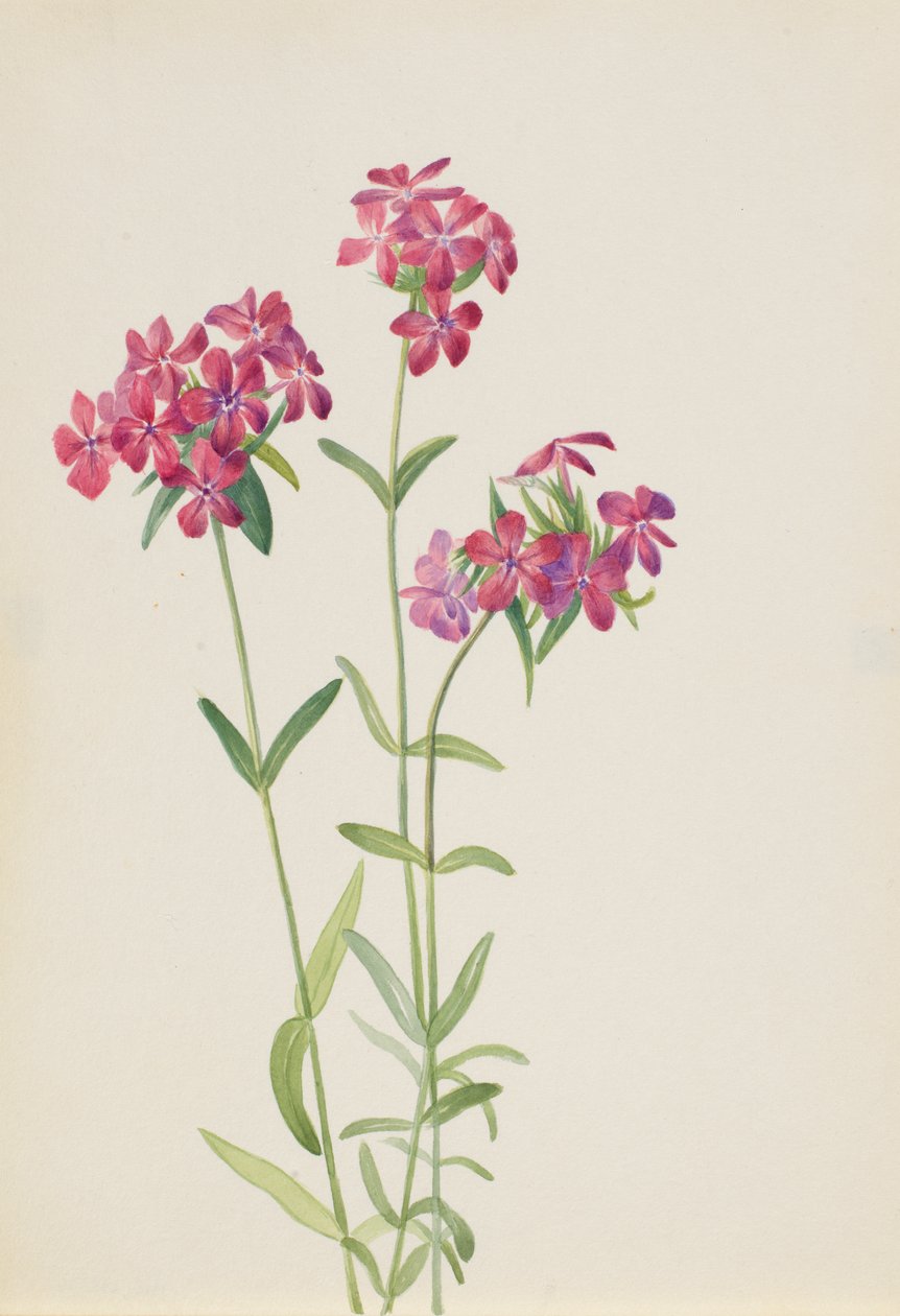 Hairy Phlox Phlox amoena by Mary Vaux Walcott
