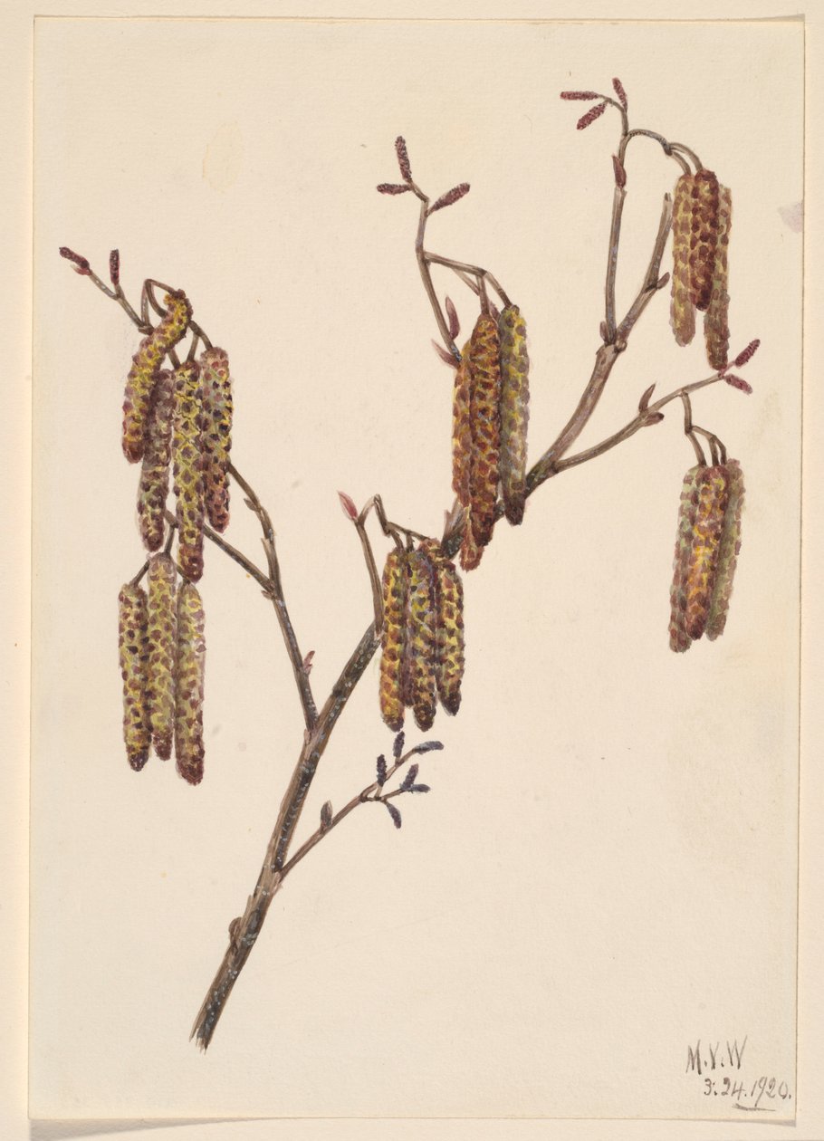 Hazel Alder by Mary Vaux Walcott