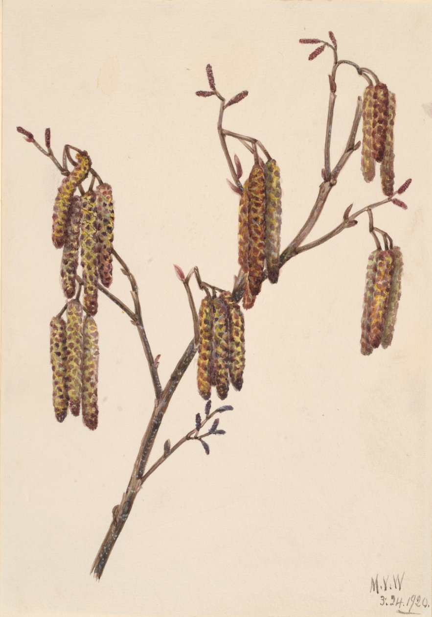 Hazel Alder Alnus Rugosa by Mary Vaux Walcott