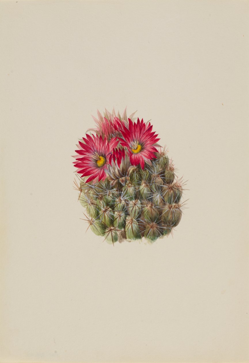 Hedgehog Cactus Coryphantha arizonica by Mary Vaux Walcott