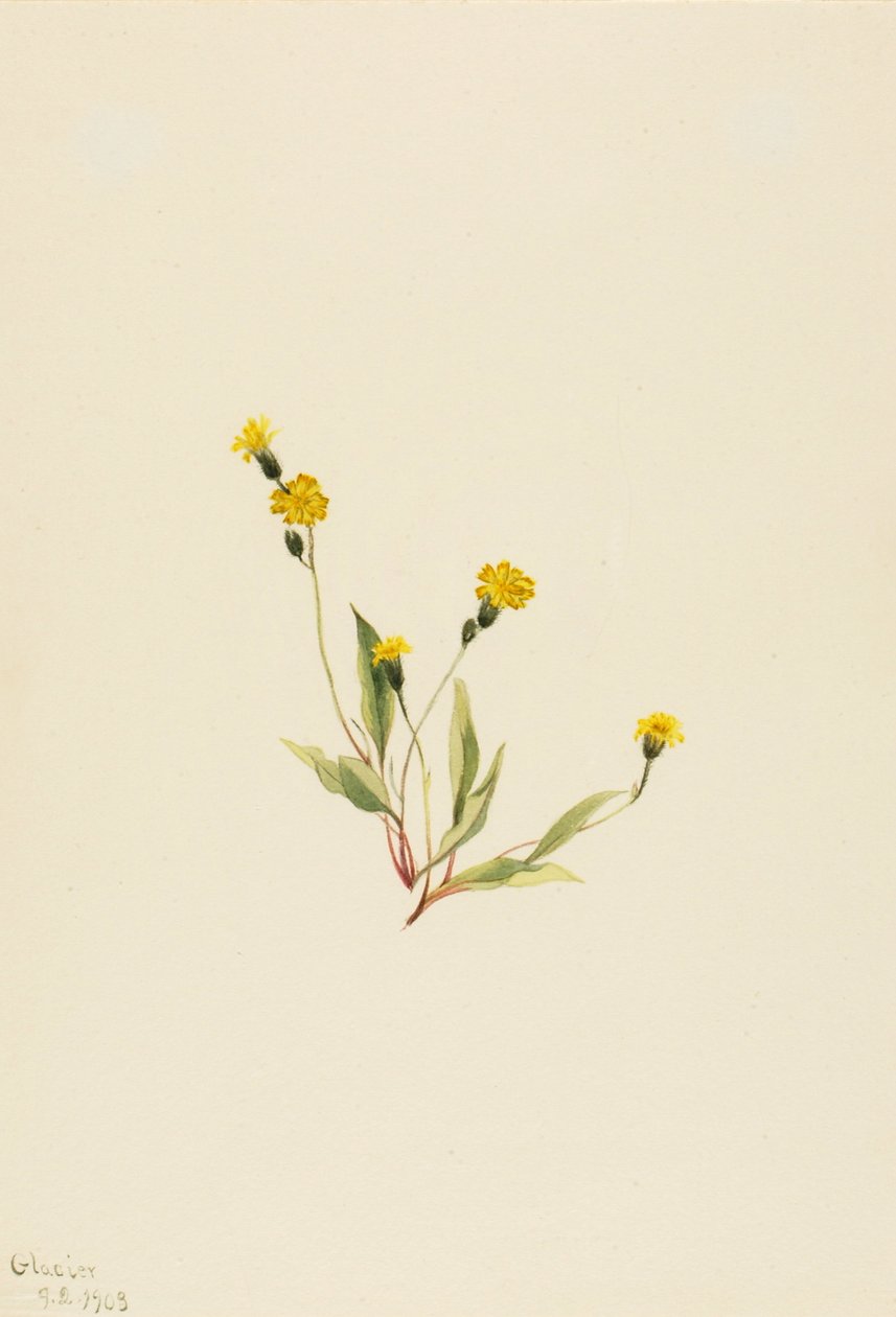 Heieracium Gracile by Mary Vaux Walcott