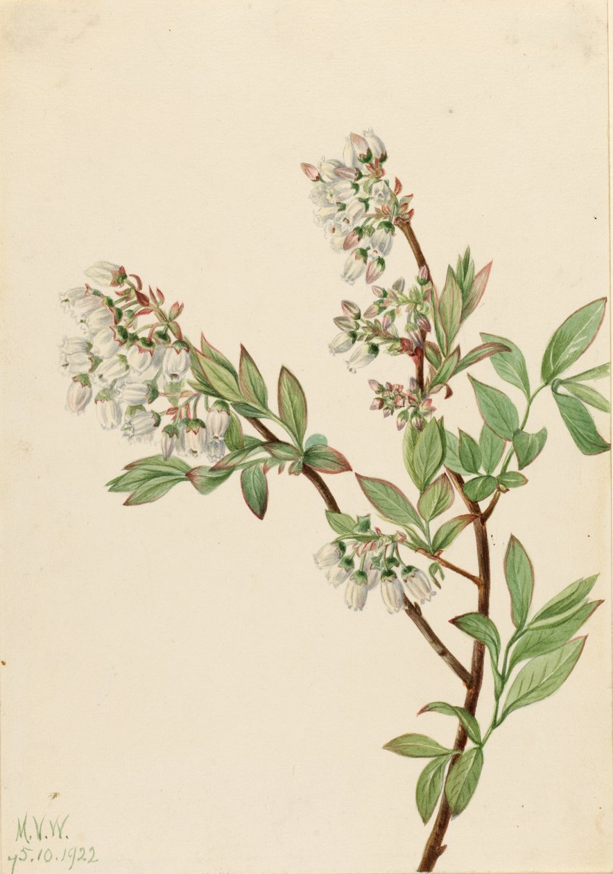 Highbush Blueberry (Vaccinium corymbosum) by Mary Vaux Walcott