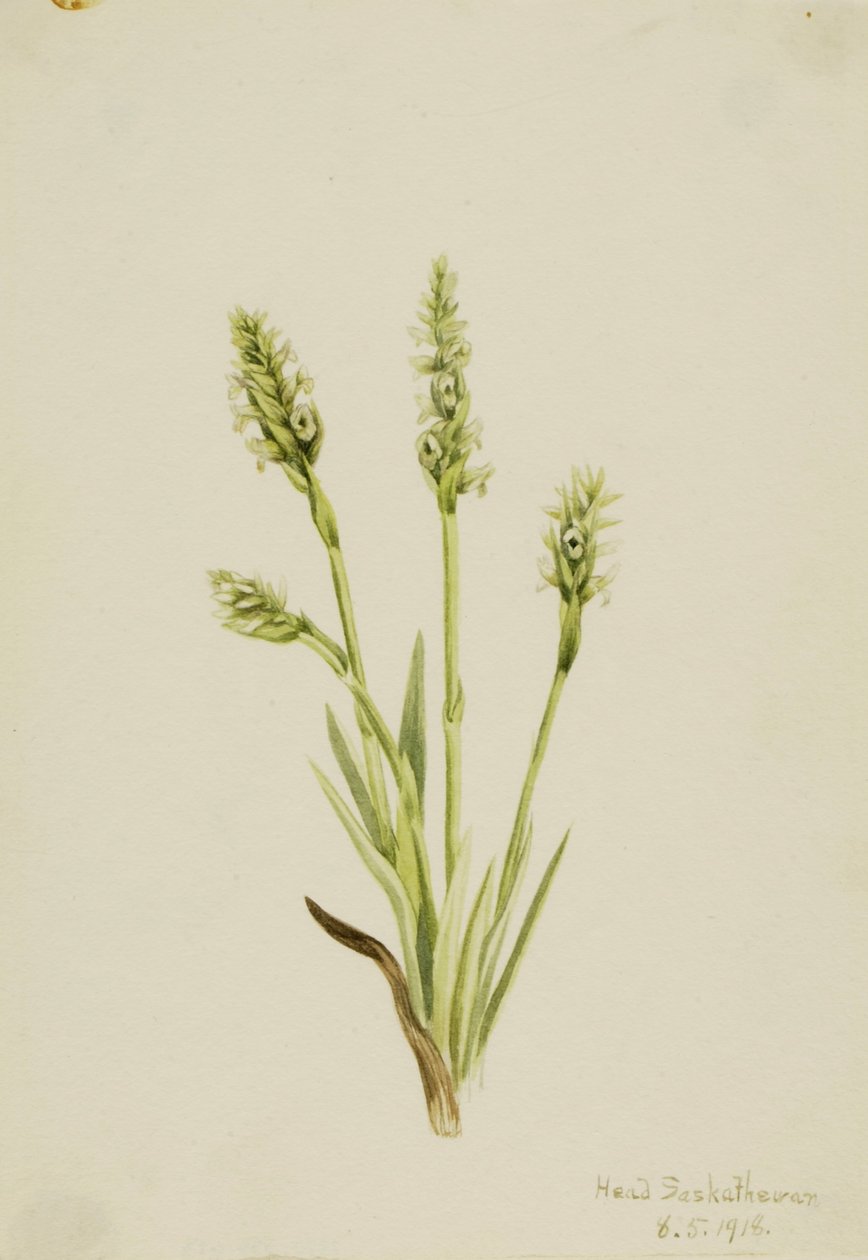 Hooded Ladies-Tresses by Mary Vaux Walcott