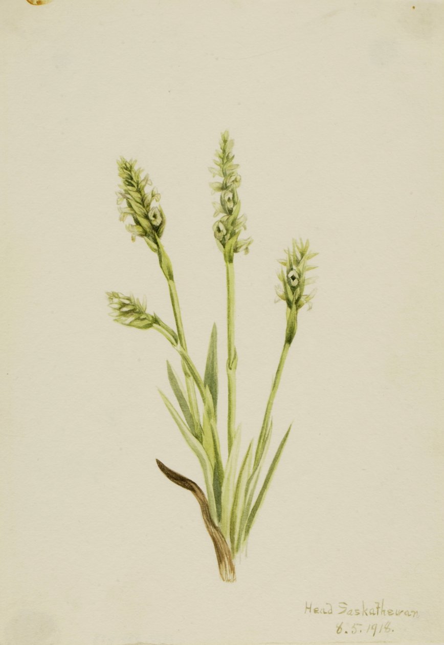 Hooded Ladies-Tresses Ibidium strictum by Mary Vaux Walcott