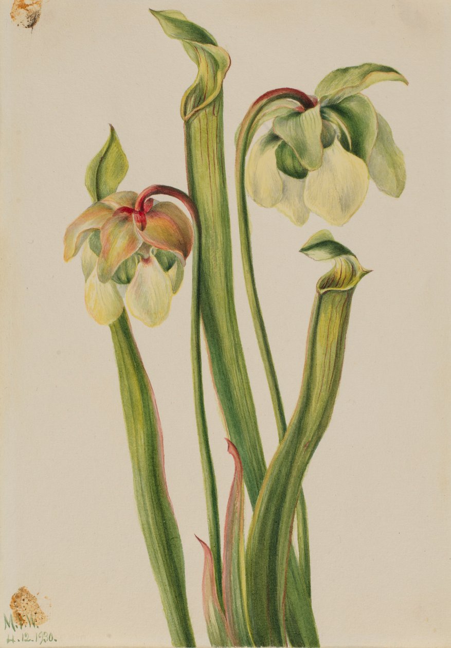 Hybrid Pitcherplant by Mary Vaux Walcott