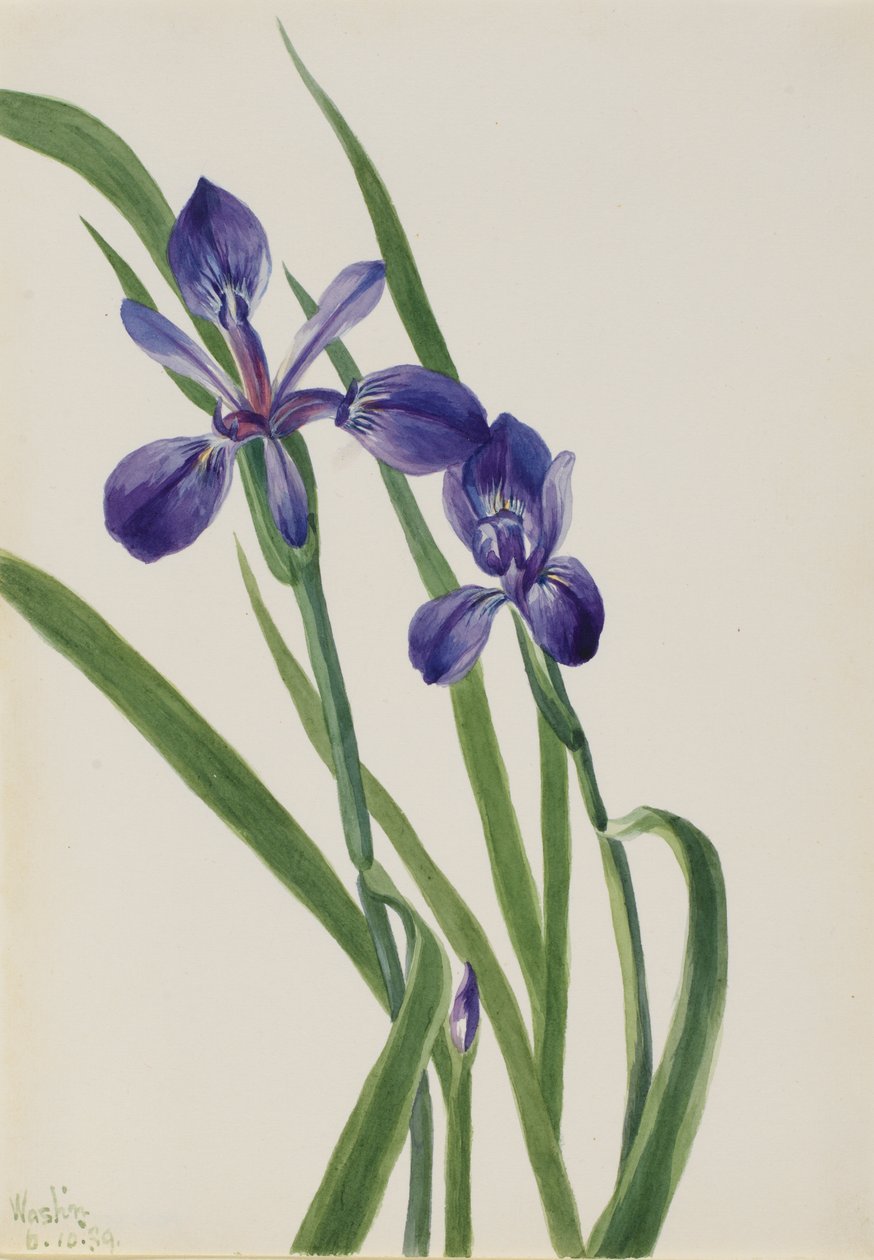 Iris Iris Species, 1939 by Mary Vaux Walcott