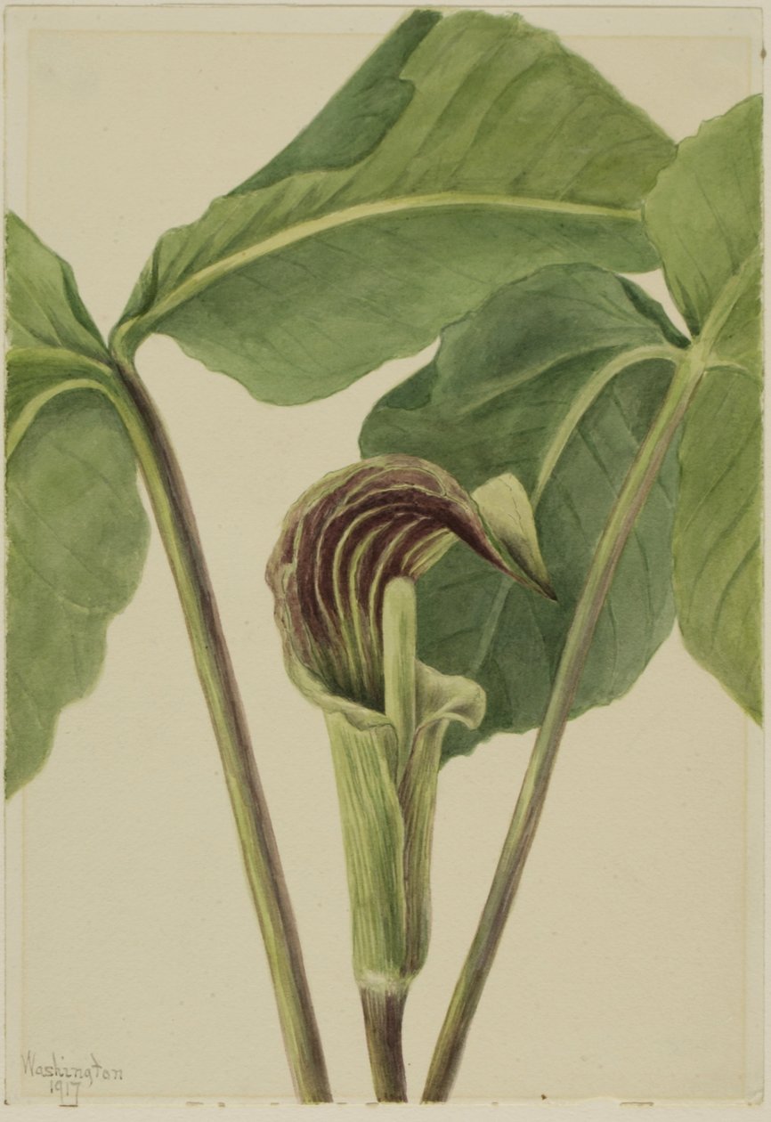 Jack-in-the-pulpit by Mary Vaux Walcott