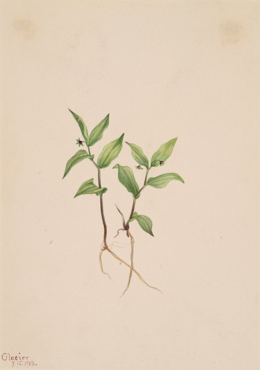 Kruhsea Kruhsea streptopoides by Mary Vaux Walcott