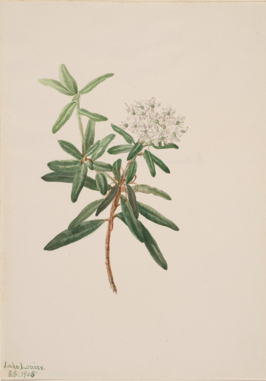 Labrador Tea Ledum groenlandicum by Mary Vaux Walcott