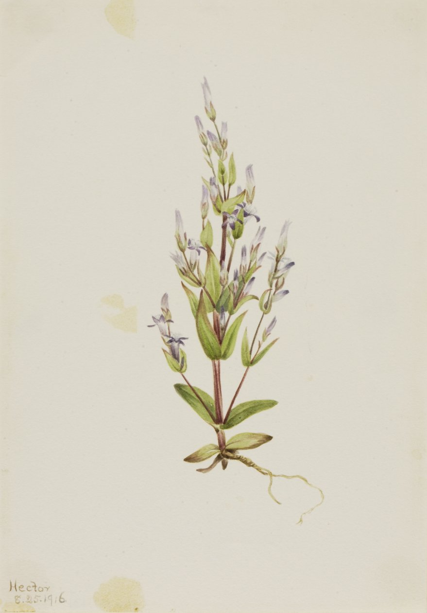 Ladder Gentian Gentiana acuta, 1916 by Mary Vaux Walcott
