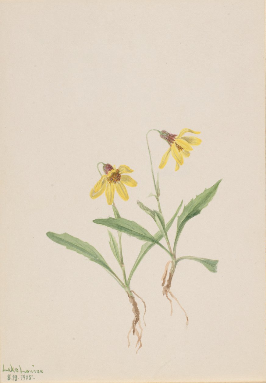 Lake Louise Arnica by Mary Vaux Walcott