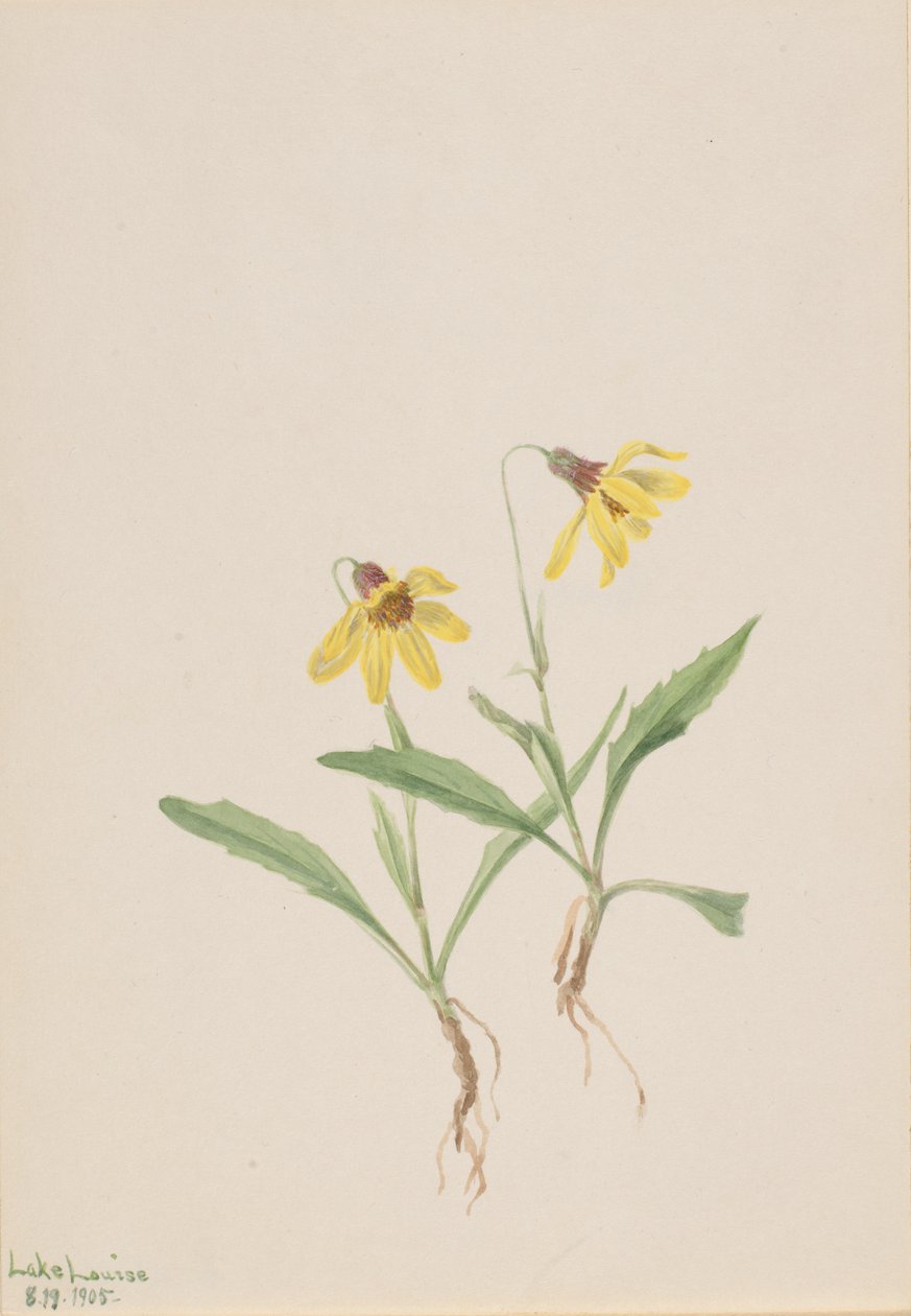 Lake Louise Arnica by Mary Vaux Walcott
