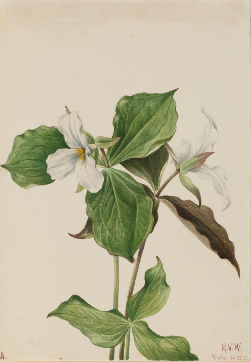 Large White Trillium by Mary Vaux Walcott