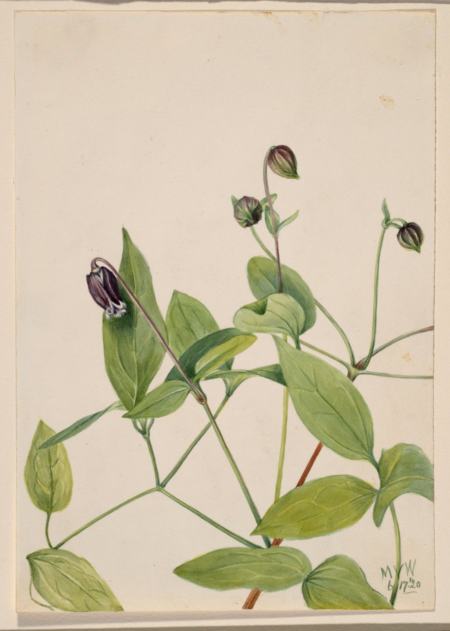 Leather Flower by Mary Vaux Walcott