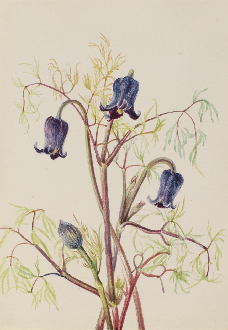 Leather Flower Clematis hirsutissima, ca. 1930s by Mary Vaux Walcott