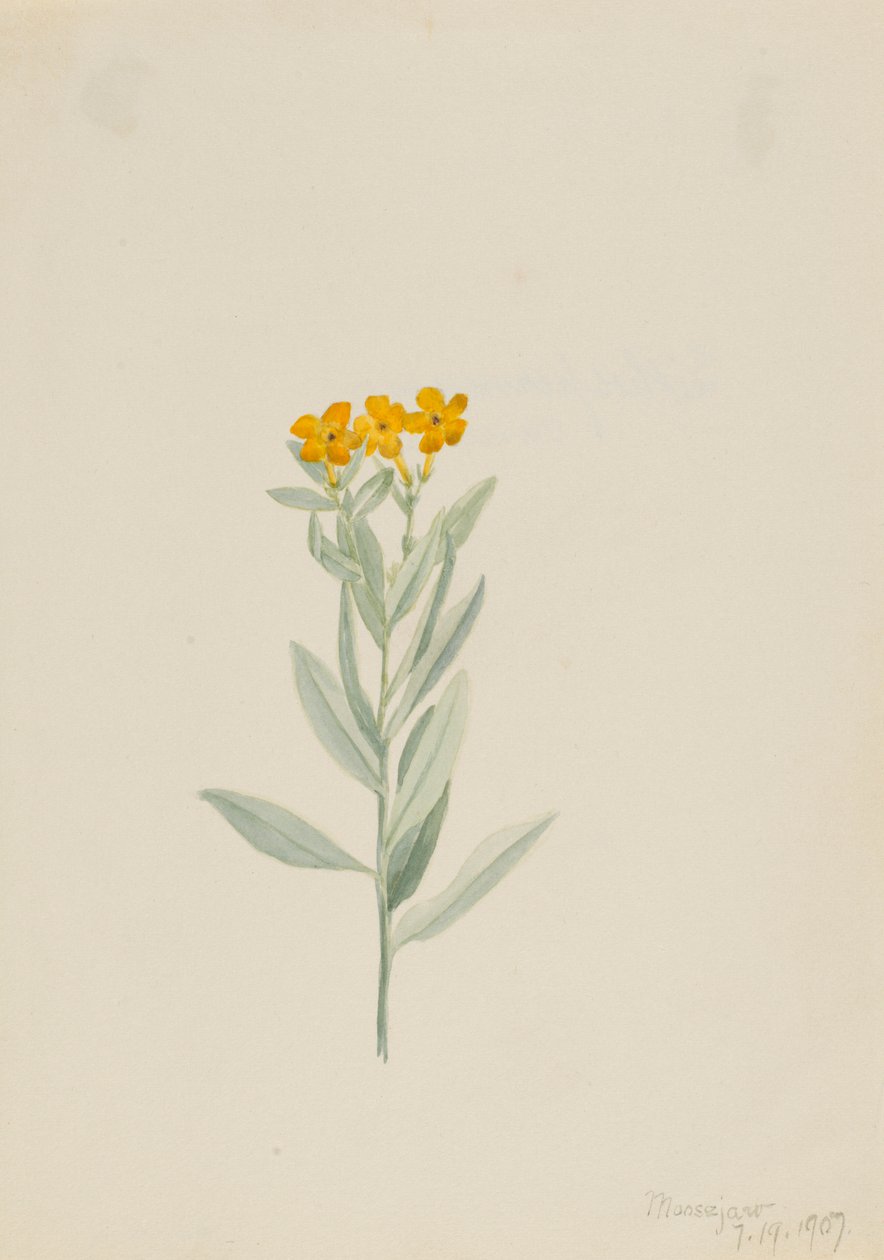 Lithospermum canescens by Mary Vaux Walcott