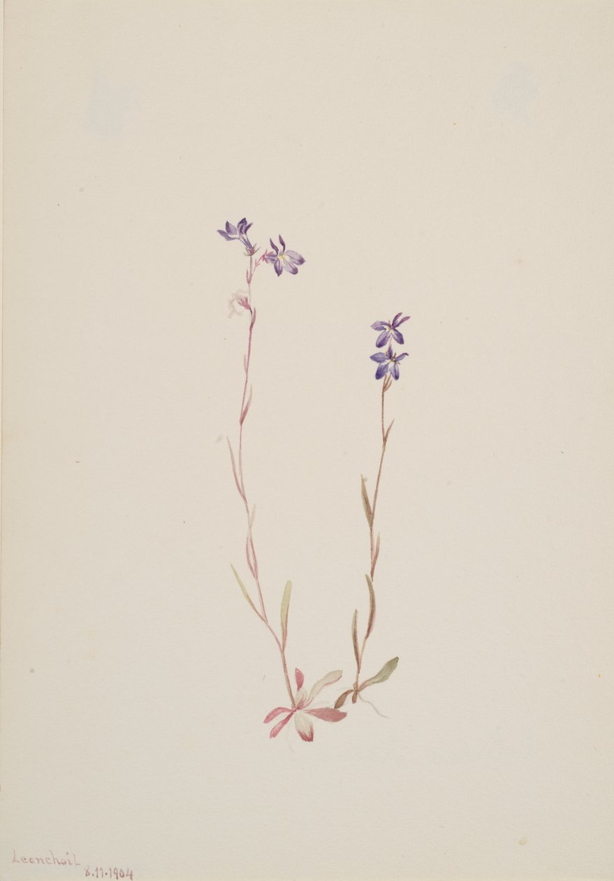 Lobelia Kalmii by Mary Vaux Walcott