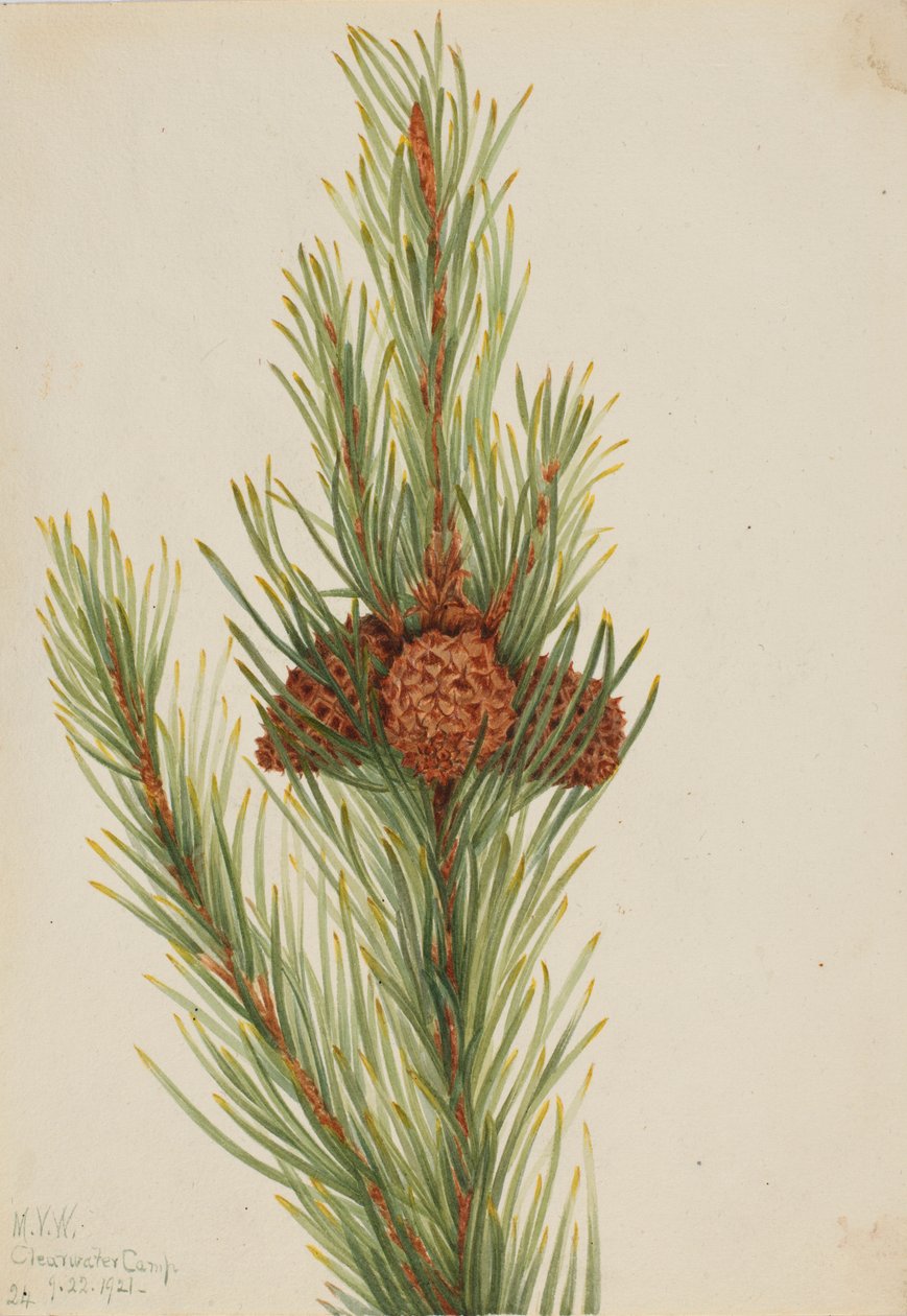 Lodgepole Pine (Pinus Contorta murrayana) by Mary Vaux Walcott