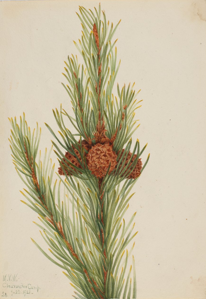 Lodgepole Pine Pinus Contorta murrayana by Mary Vaux Walcott