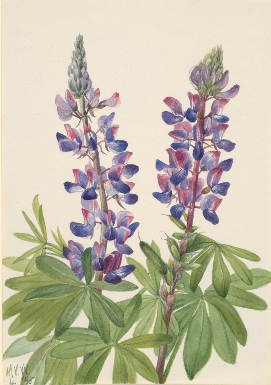 Lupine, 1935 by Mary Vaux Walcott