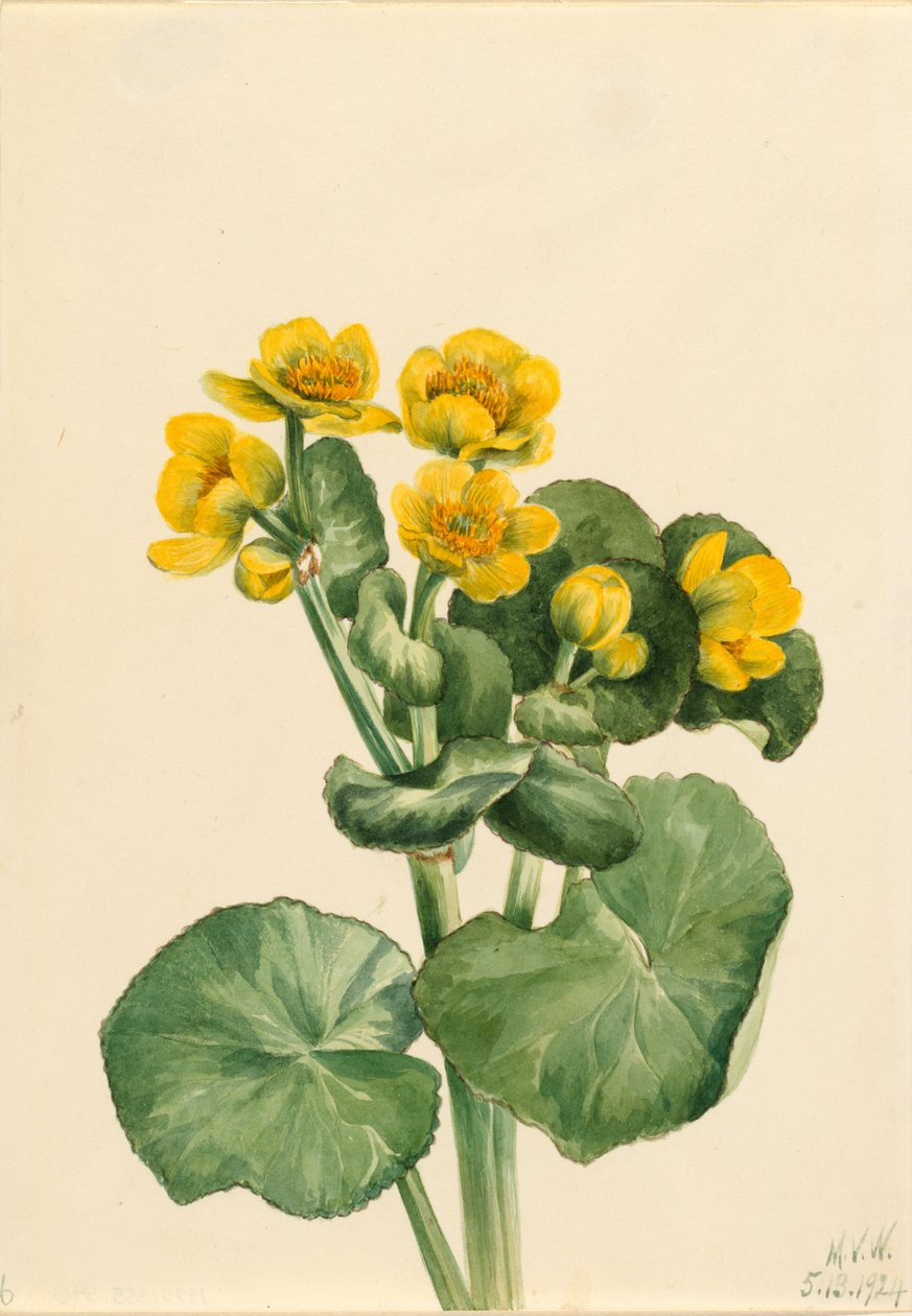 Marsh Marigold (Caltha palustris) by Mary Vaux Walcott