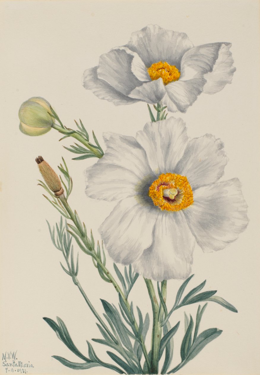 Matilija Poppy Romneya coulteri, 1931 by Mary Vaux Walcott