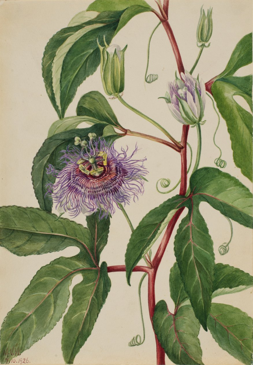 Maypop by Mary Vaux Walcott