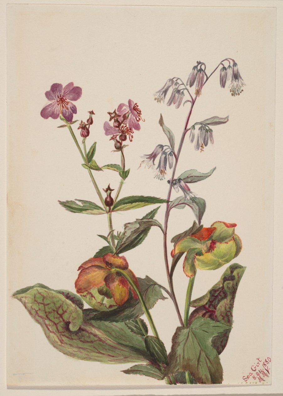Meadow Beauty, Rattlesnake Root, Pitcherplant by Mary Vaux Walcott