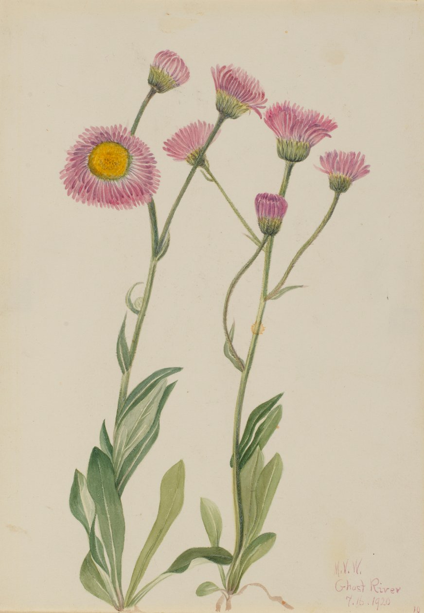Meadow Fleabane (Erigeron speciosus) by Mary Vaux Walcott