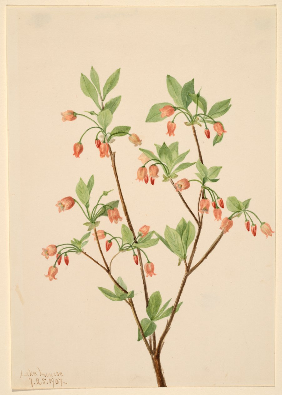 Menziesea Menziesea glabella by Mary Vaux Walcott