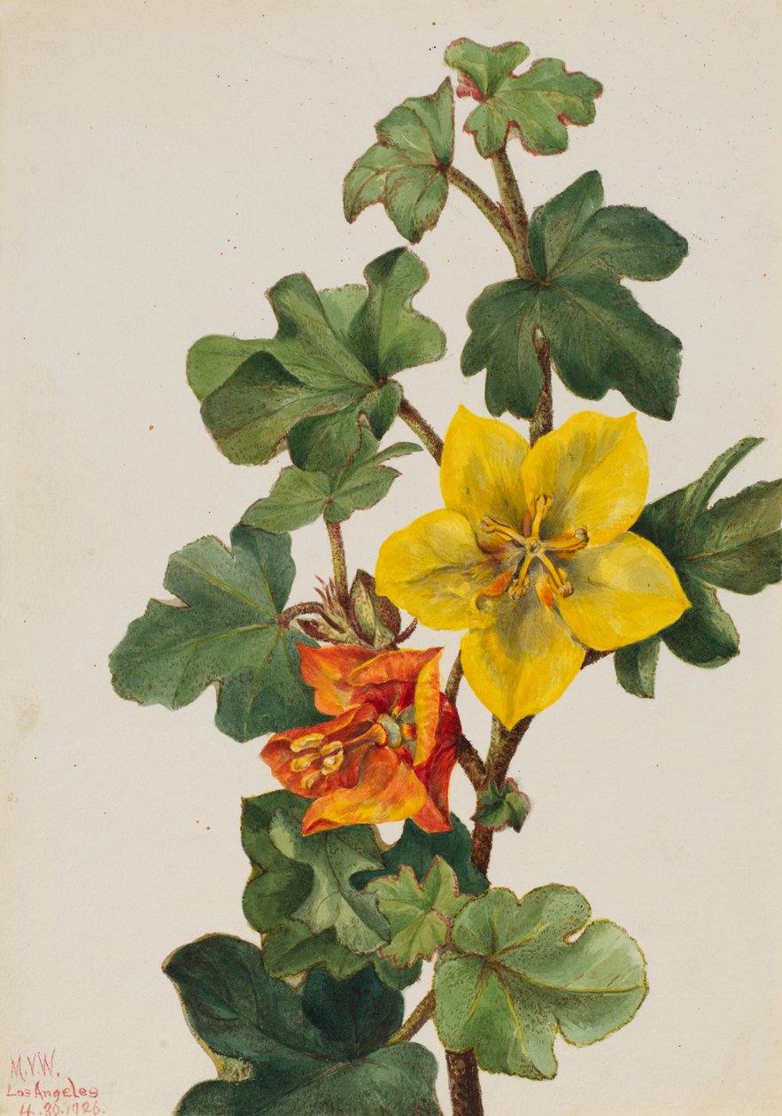 Mexican Fremontia Fremontodendron mexicanum, 1926 by Mary Vaux Walcott