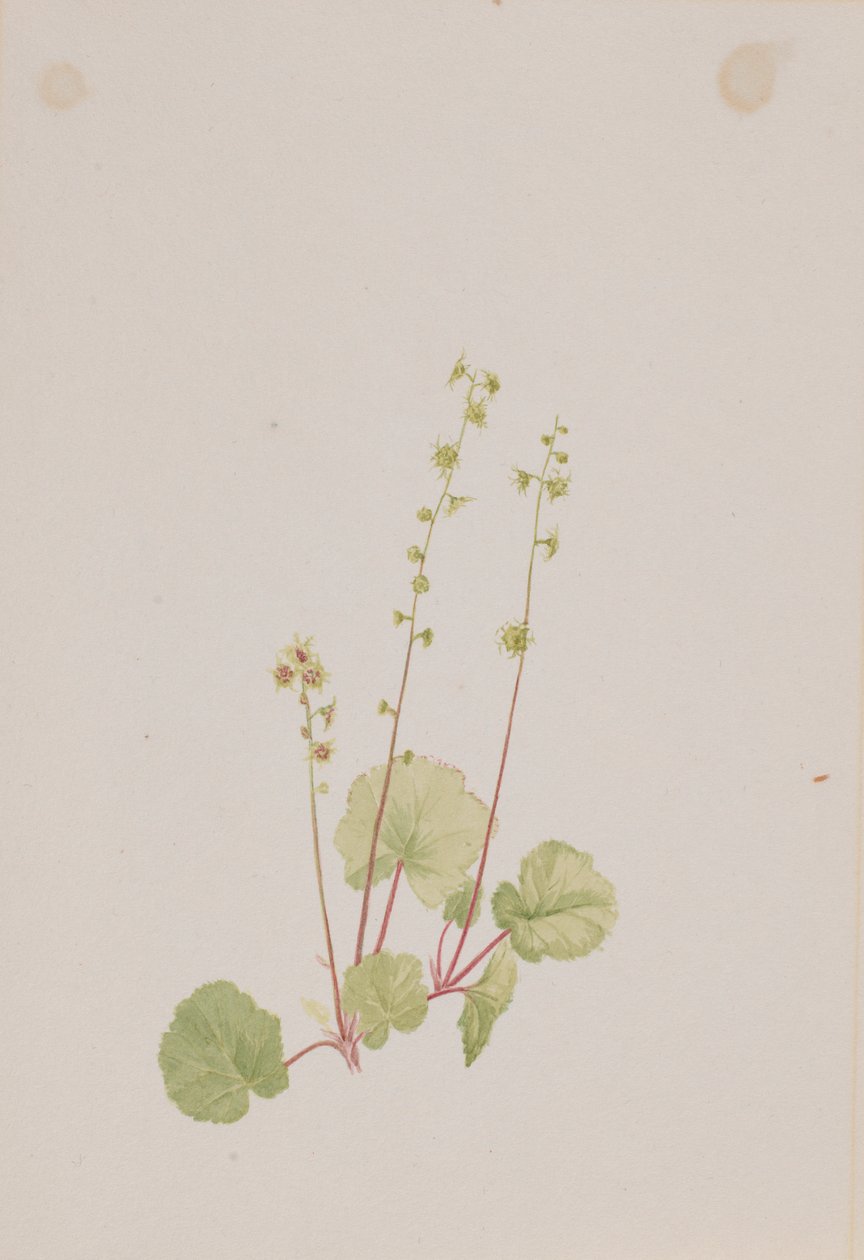 Mitella nuda by Mary Vaux Walcott