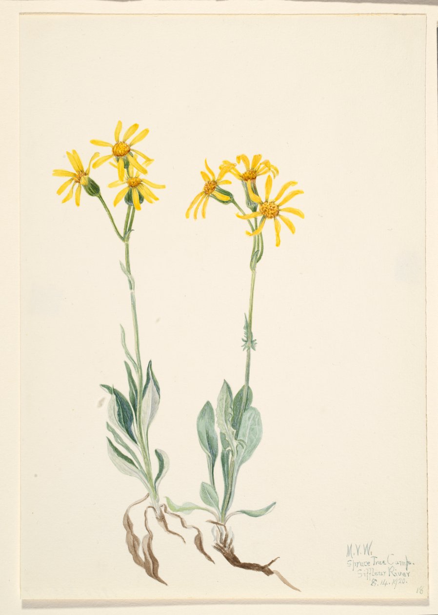 Montana Parnassia, 1920 by Mary Vaux Walcott