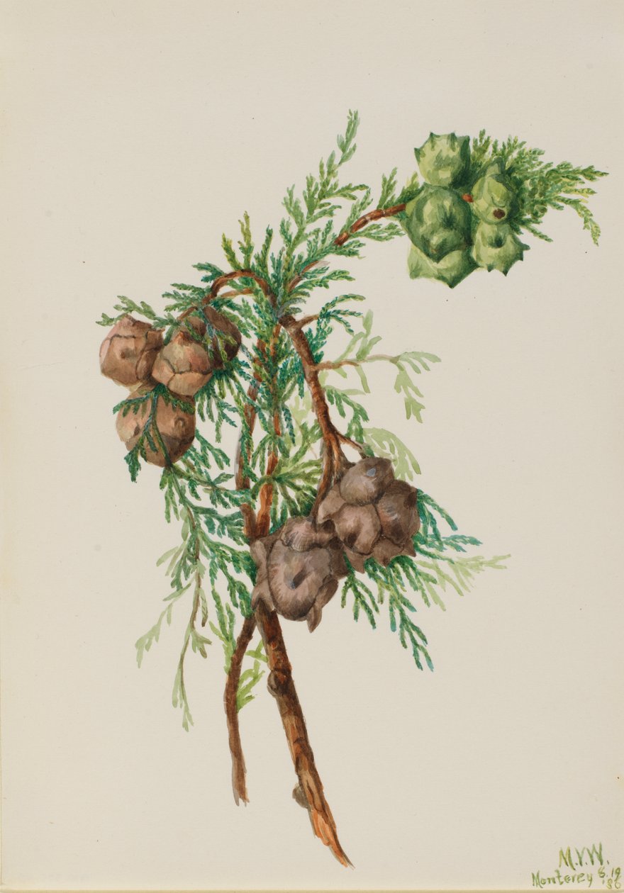 Monterey Cypress Cupressus macrocarpa by Mary Vaux Walcott