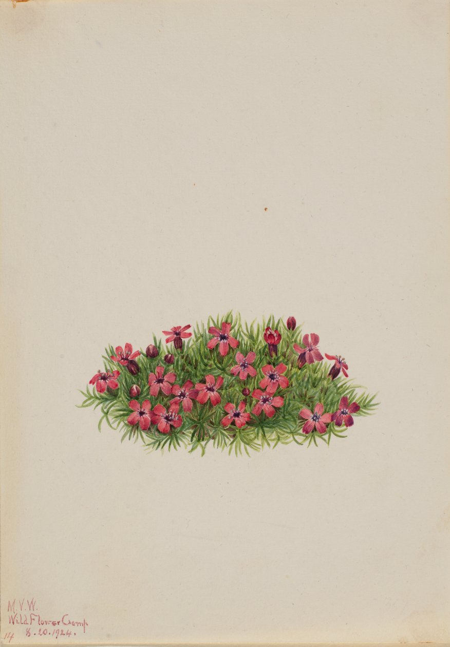 Moss Campion Silene acaulis, 1924 by Mary Vaux Walcott