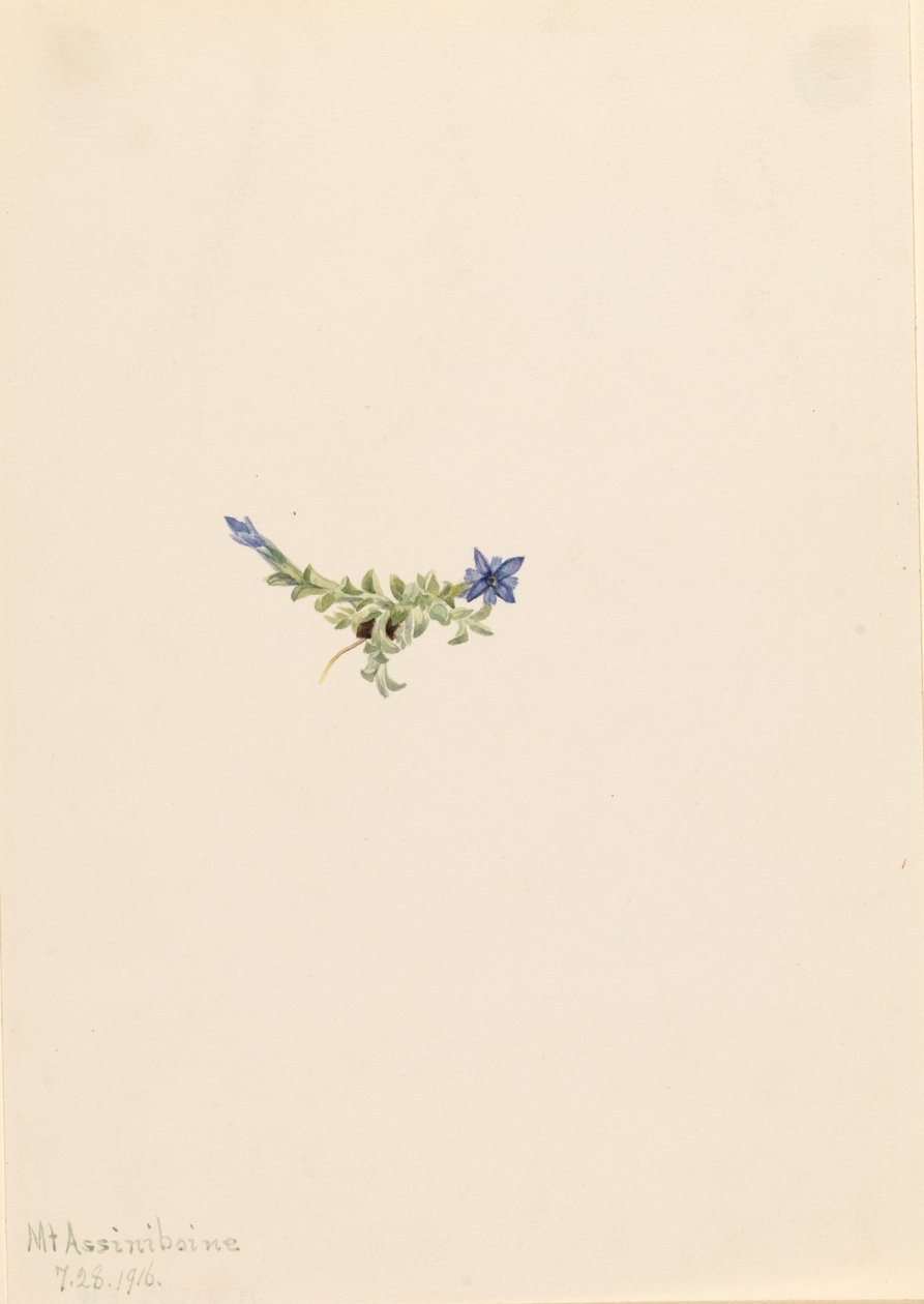 Moss Gentian, 1916 by Mary Vaux Walcott