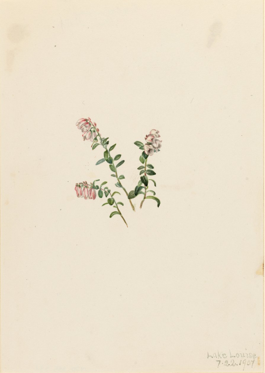 Mountain Cranberry by Mary Vaux Walcott